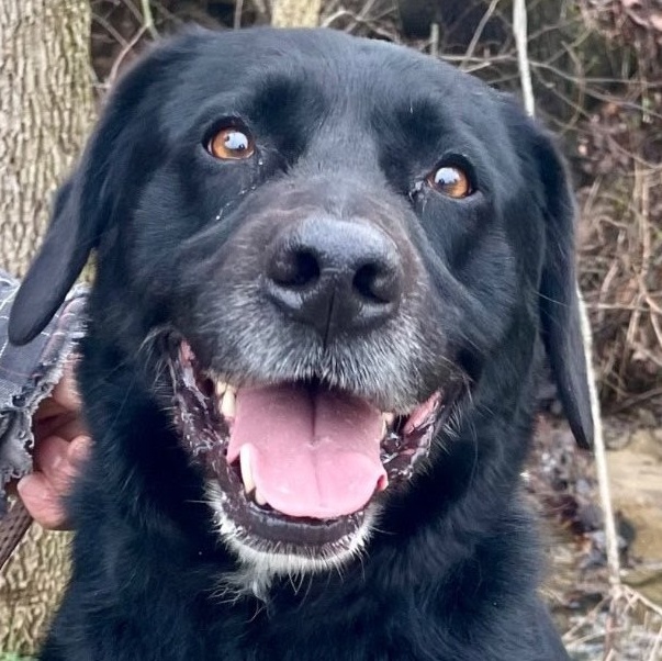 Jax, Senior Male unknown