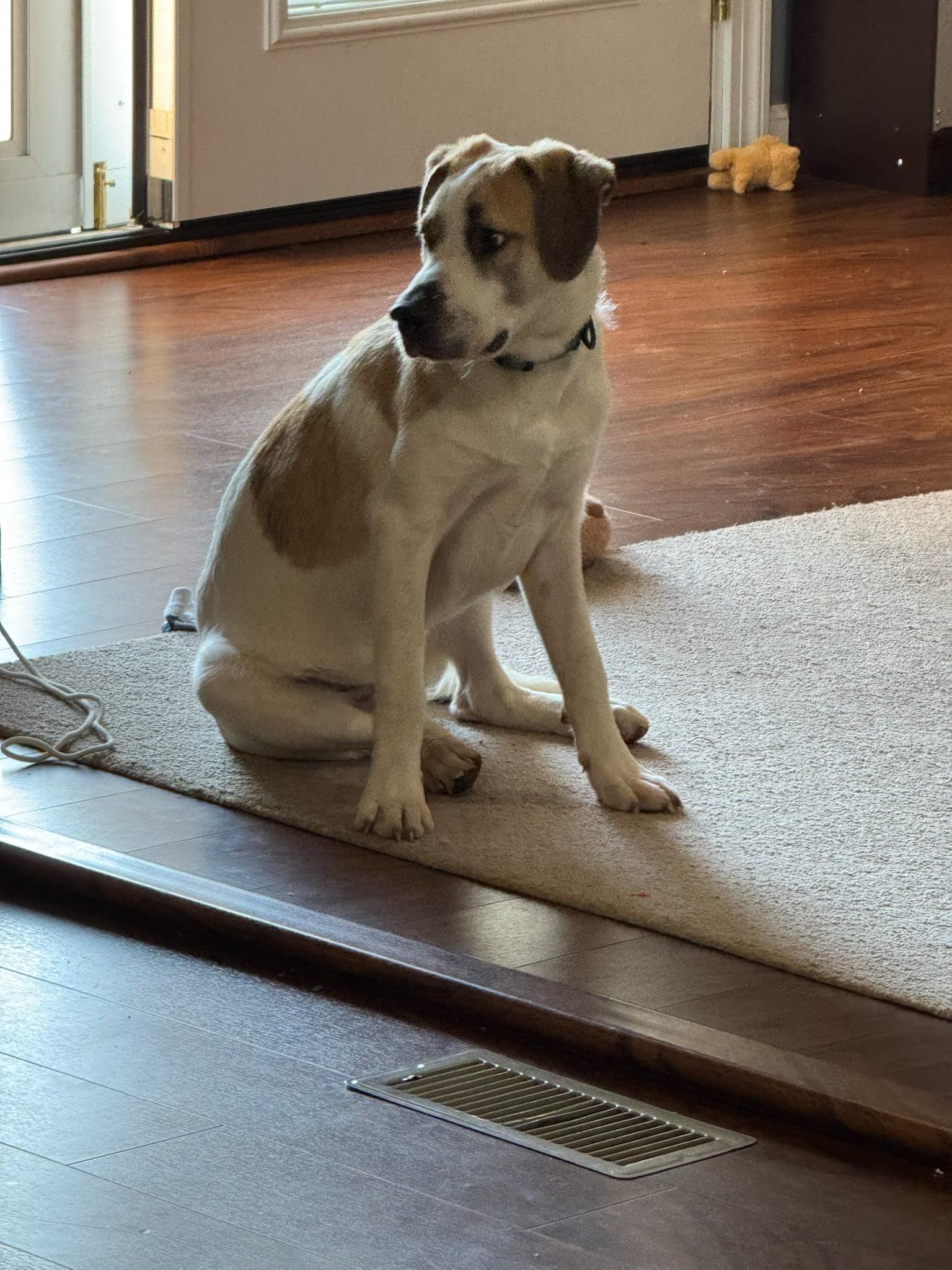 Buckeye, an adopted mixed breed in Lima, OH image 2/2