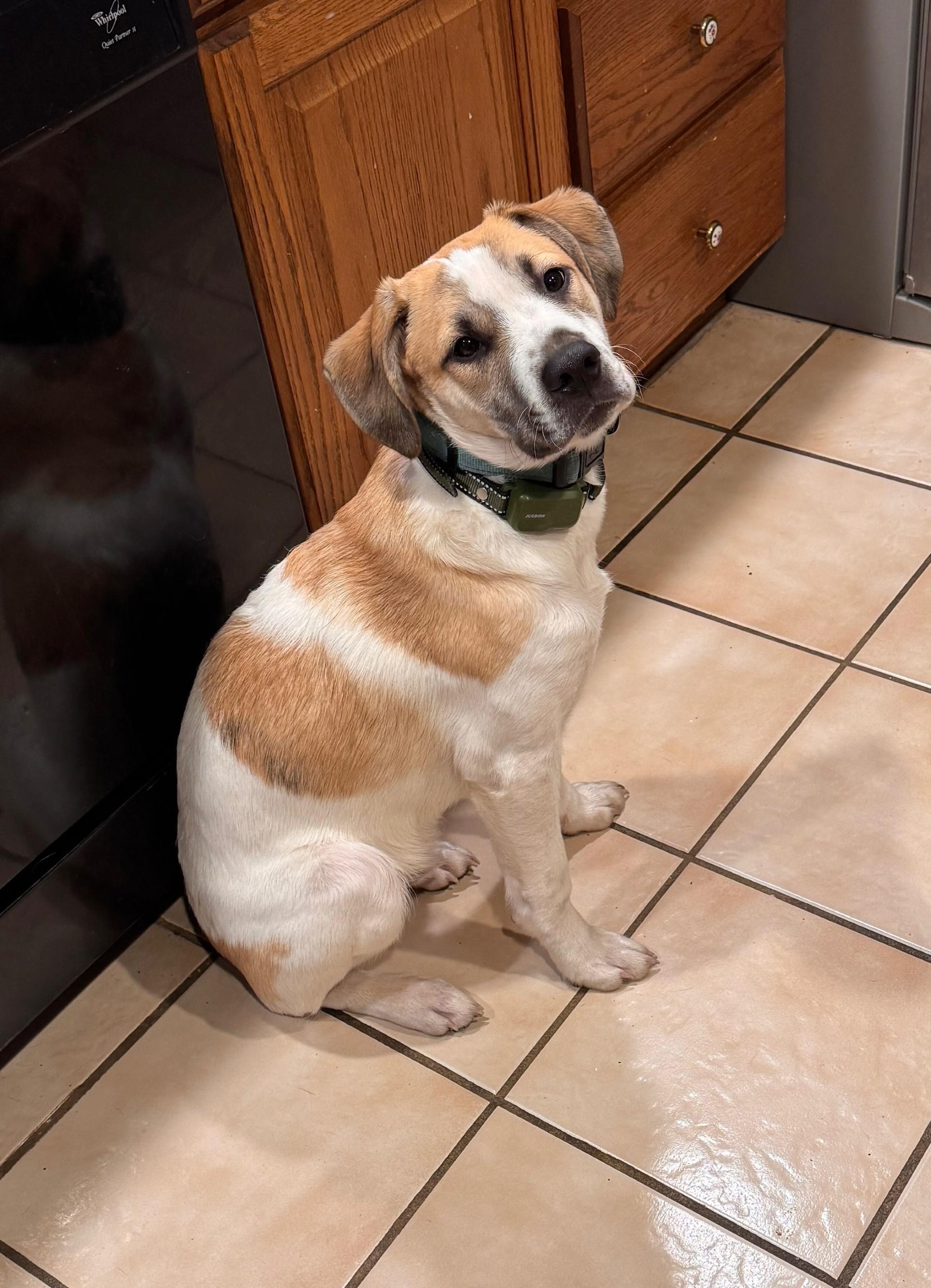 Buckeye, adopted, Young Male Beagle.