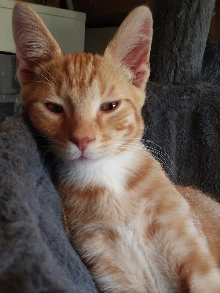 Enlarge ACE, a ADOPTABLE Tabby in Lake City, MN image 1/2