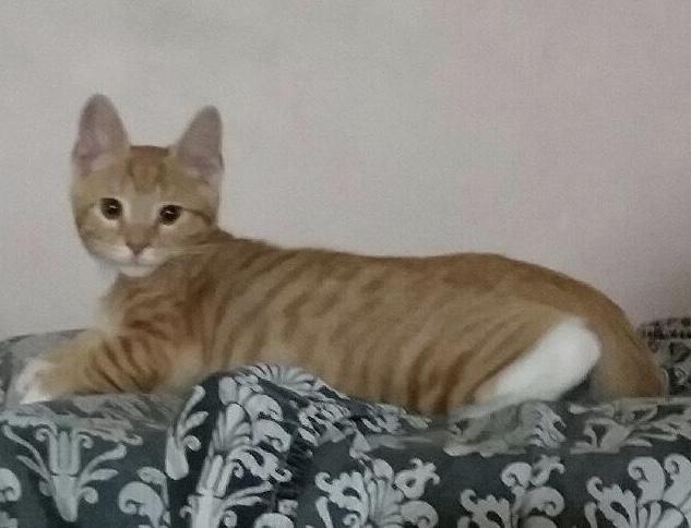 Enlarge ACE, a ADOPTABLE Tabby in Lake City, MN image 2/2