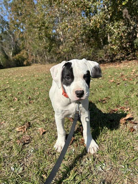 Enlarge Harper, a Adopted Labrador Retriever in Tarrytown, GA image 1/3