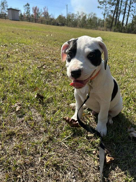 Enlarge Harper, a Adopted Labrador Retriever in Tarrytown, GA image 2/3