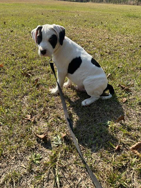 Enlarge Harper, a Adopted Labrador Retriever in Tarrytown, GA image 3/3
