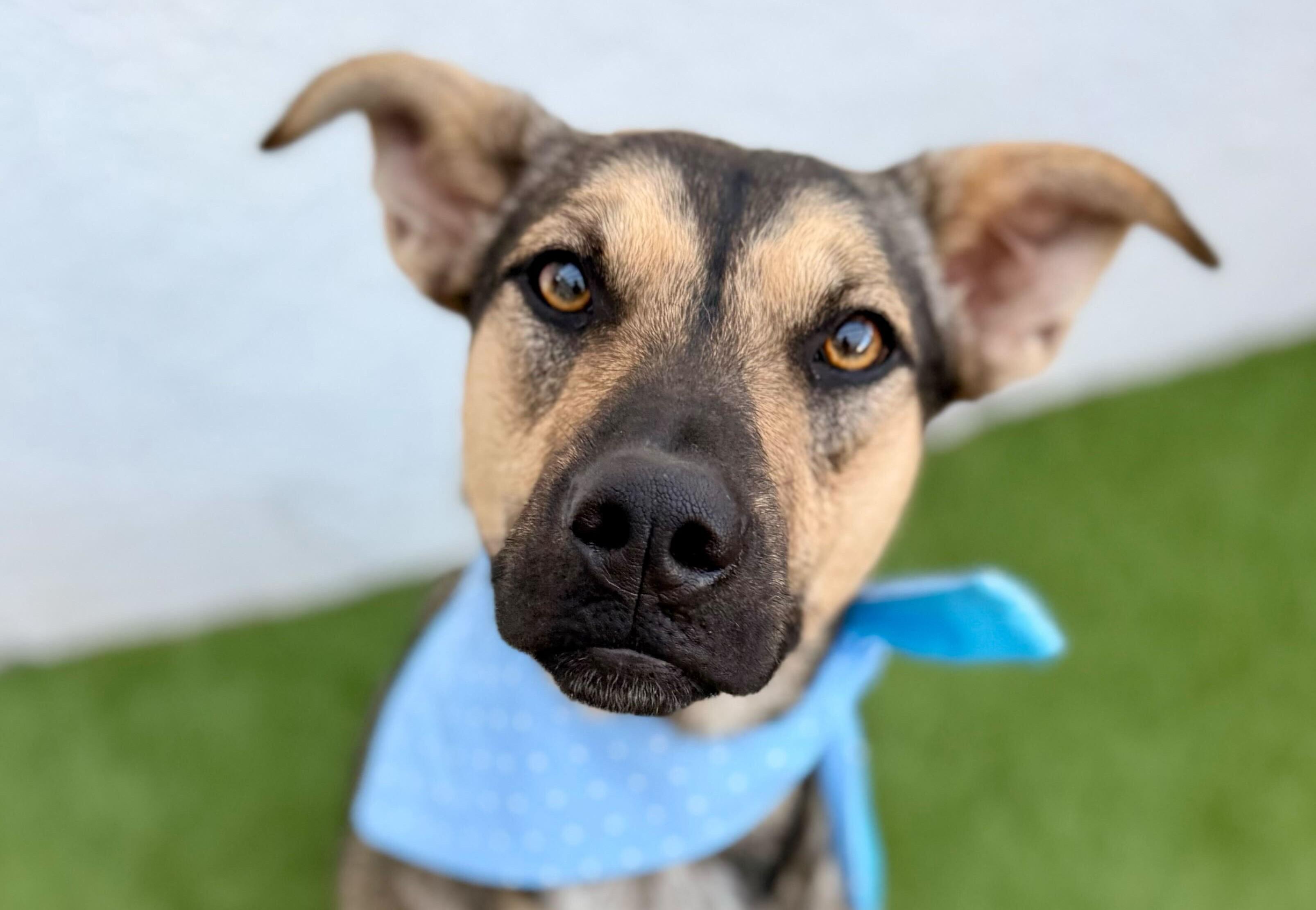 Enlarge PIPPIN, a Adoptable mixed breed in San Diego, CA image 1/6