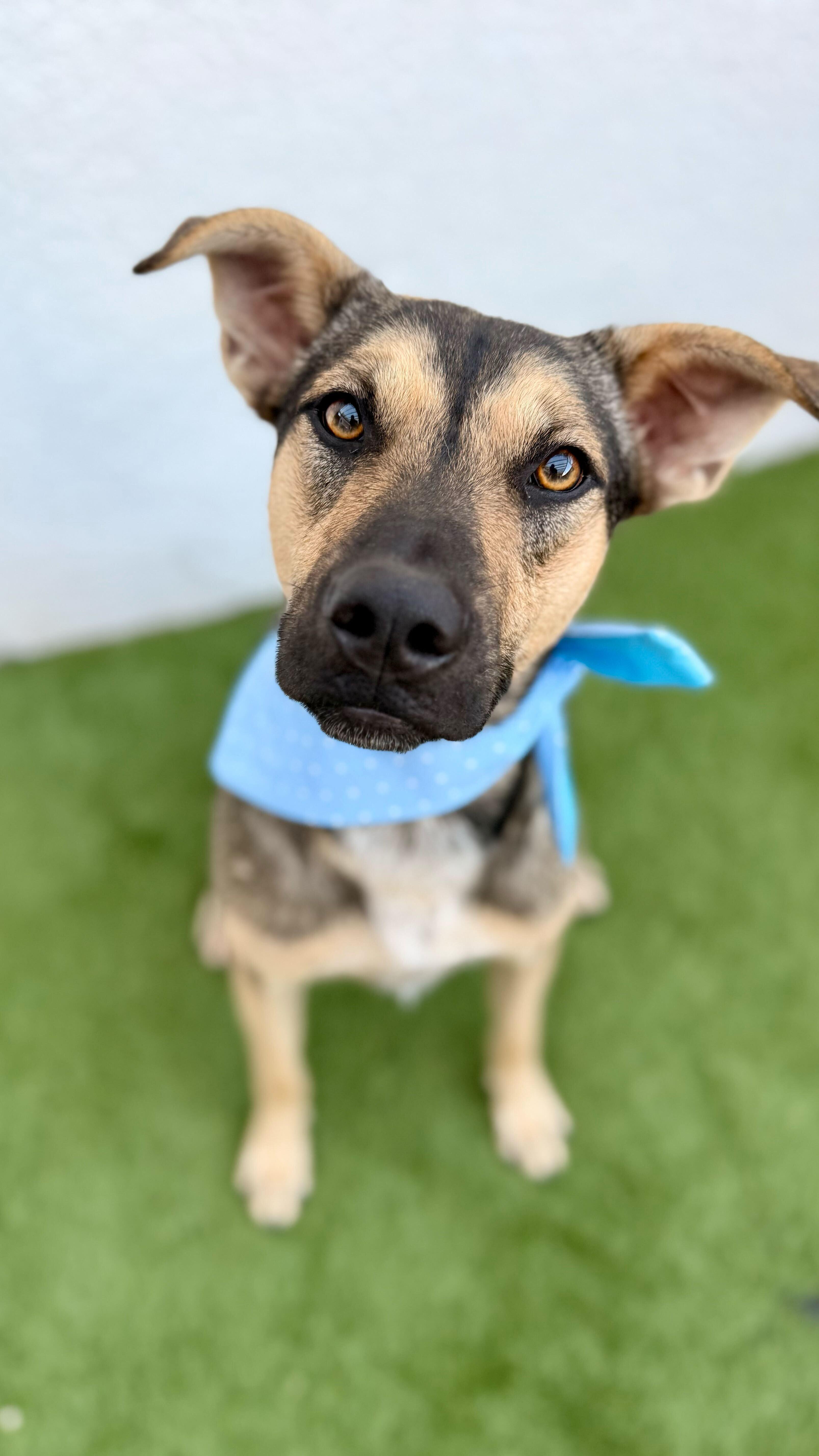 Enlarge PIPPIN, a Adoptable mixed breed in San Diego, CA image 2/6