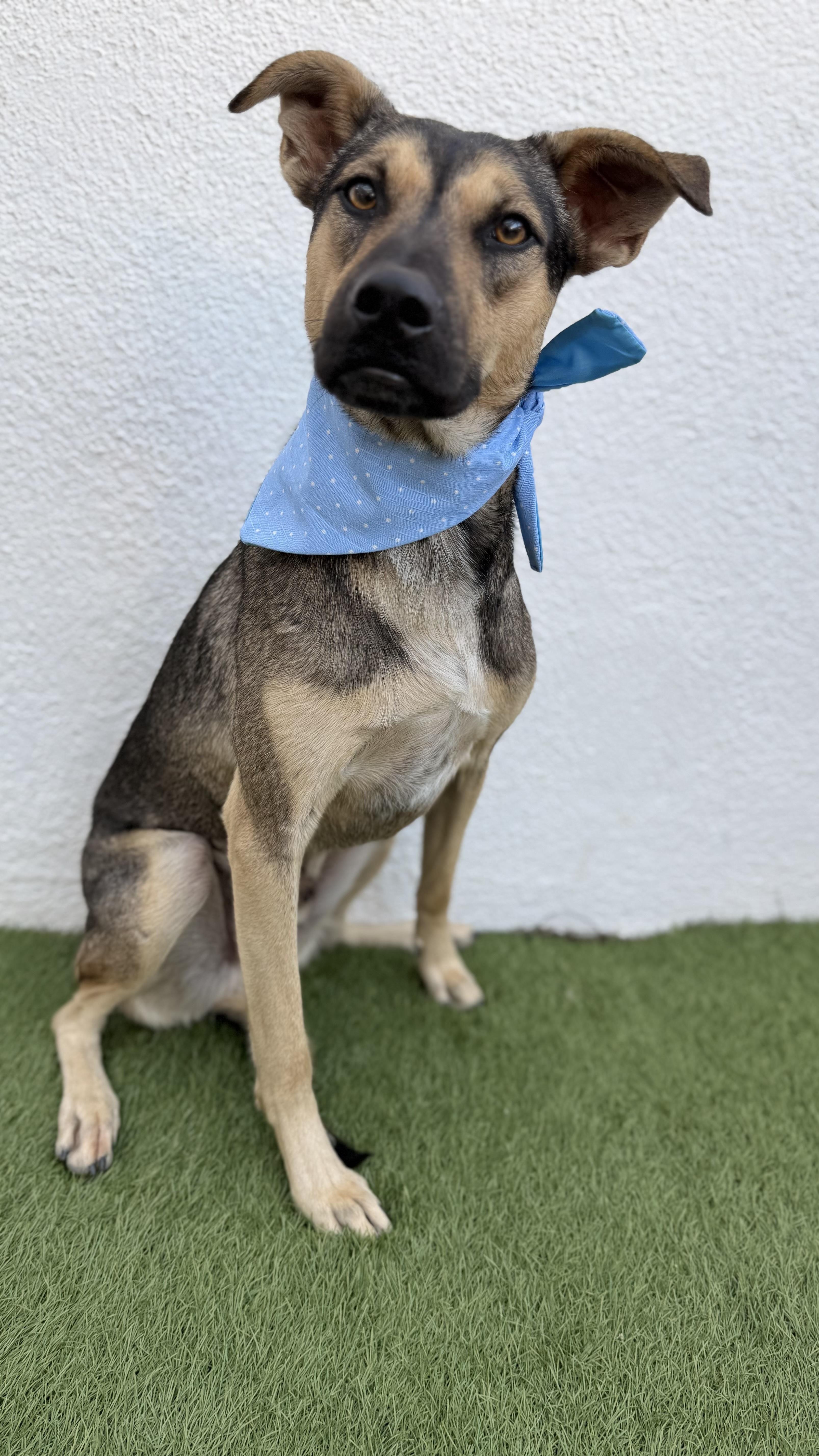 Enlarge PIPPIN, a Adoptable mixed breed in San Diego, CA image 3/6