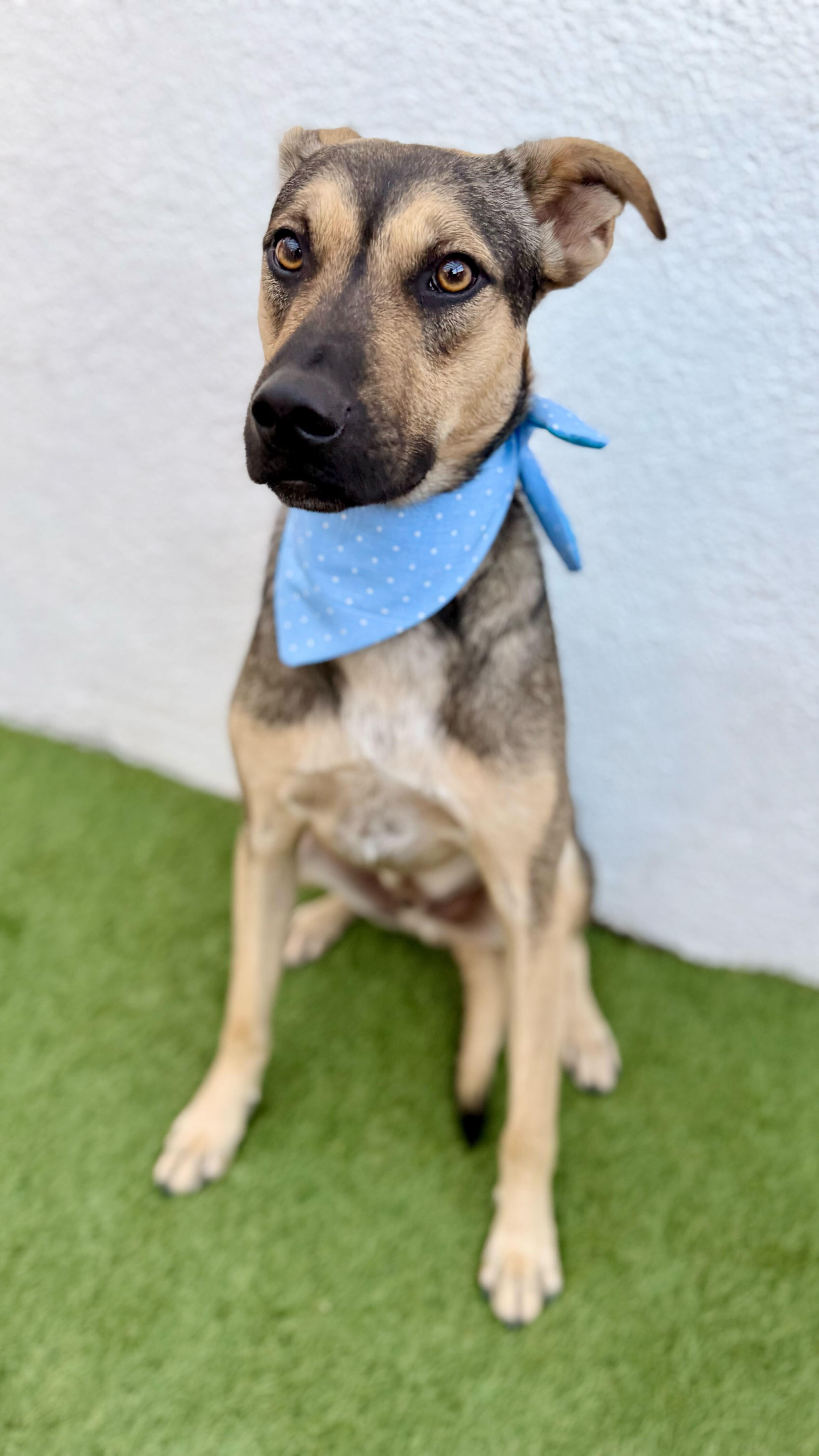 Enlarge PIPPIN, a Adoptable mixed breed in San Diego, CA image 4/6