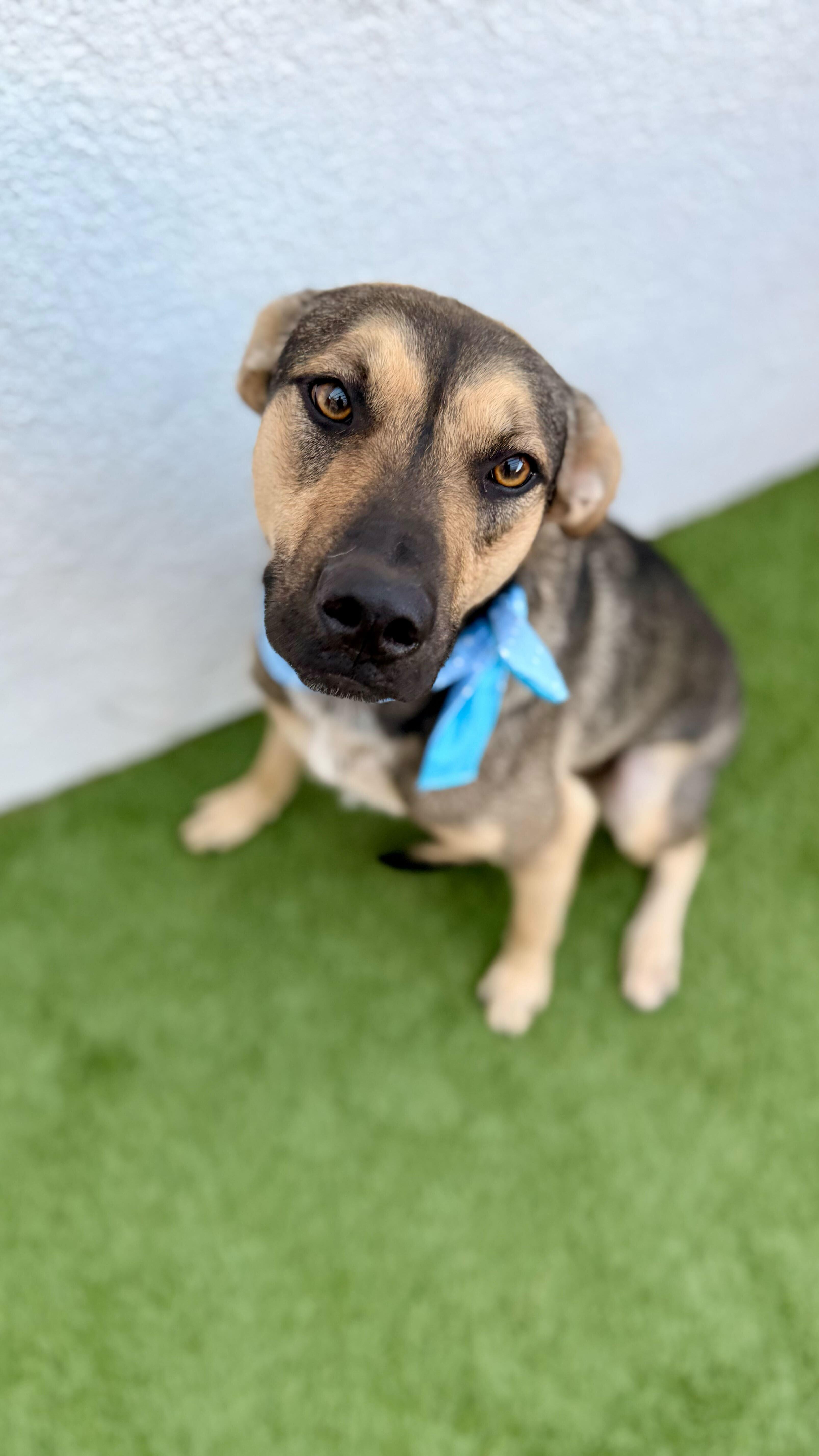 Enlarge PIPPIN, a Adoptable mixed breed in San Diego, CA image 5/6