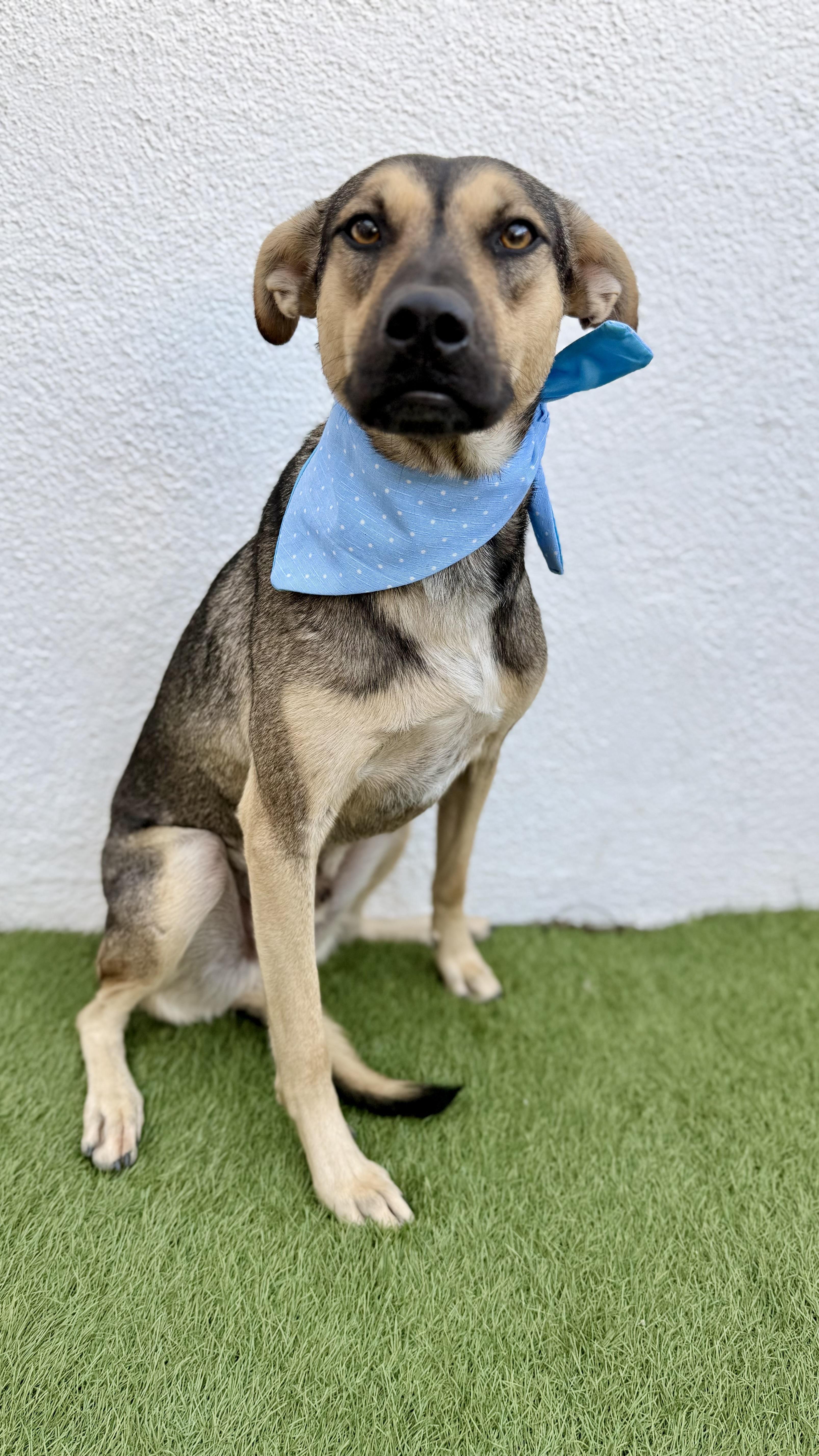Enlarge PIPPIN, a Adoptable mixed breed in San Diego, CA image 6/6