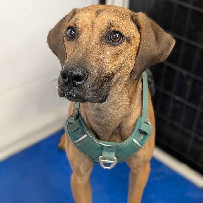 Enlarge Moe, a Adoptable mixed breed in Blue Earth, MN image 4/4