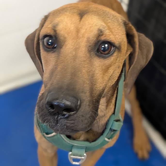 Moe, Adoptable, Puppy Male Black Mouth Cur & Weimaraner.