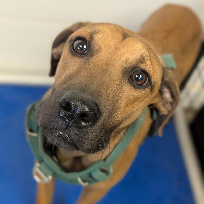 Enlarge Moe, a Adoptable mixed breed in Blue Earth, MN image 3/4