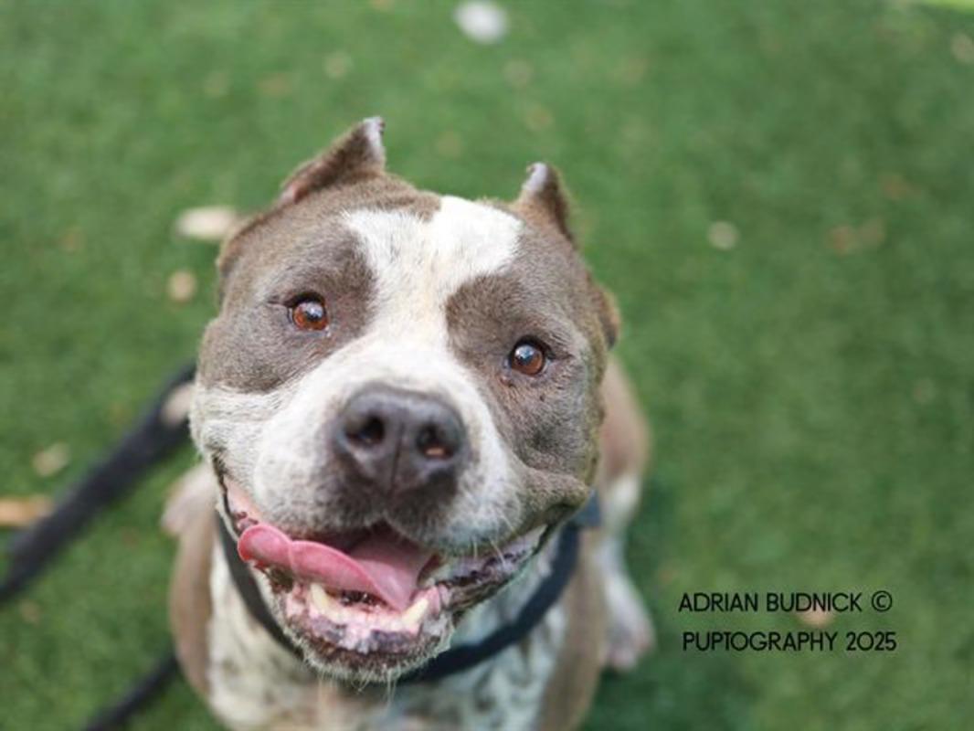 Ajax, Adult Male Mixed Breed