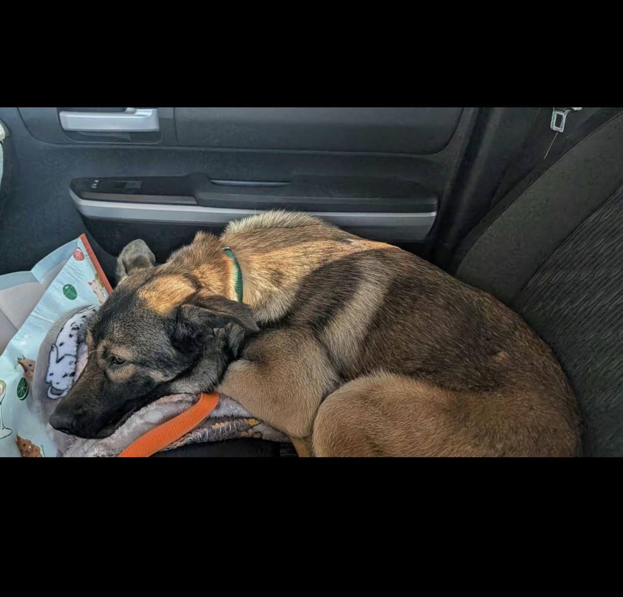 Enlarge Karla, a ADOPTABLE mixed breed in Bethel, VT image 3/5