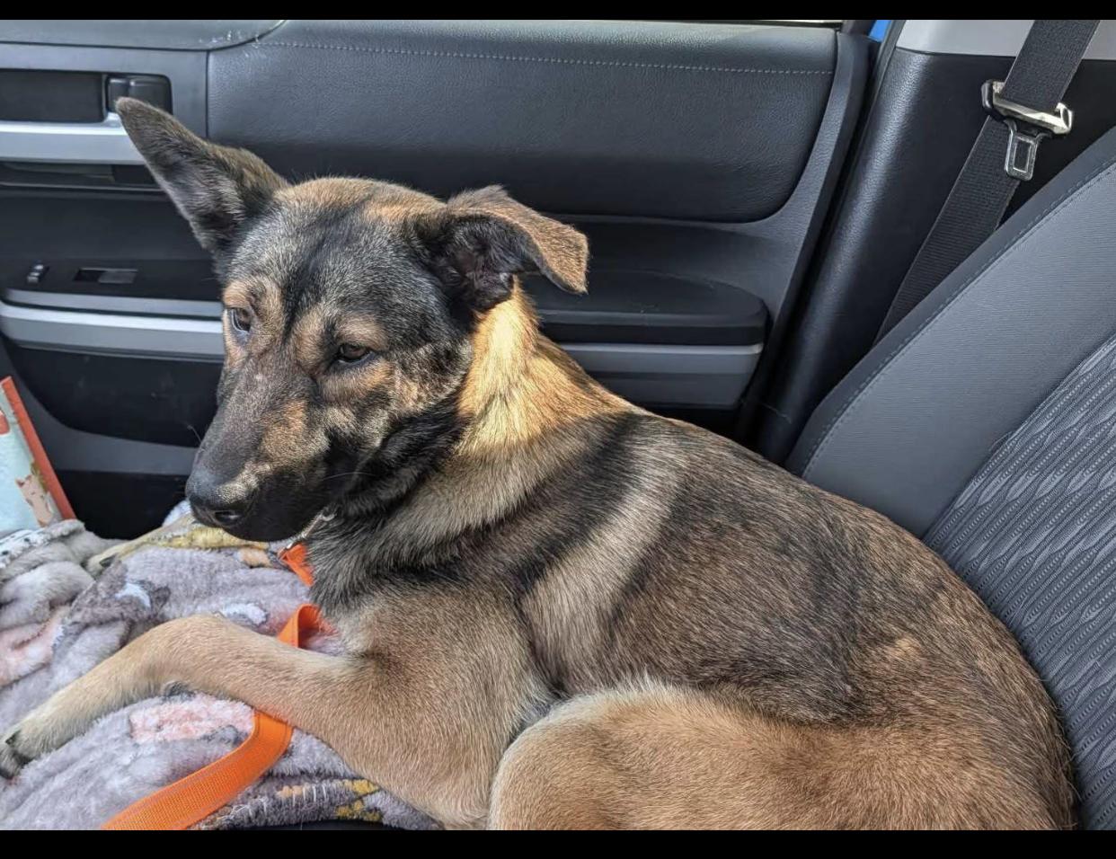 Enlarge Karla, a ADOPTABLE mixed breed in Bethel, VT image 2/5