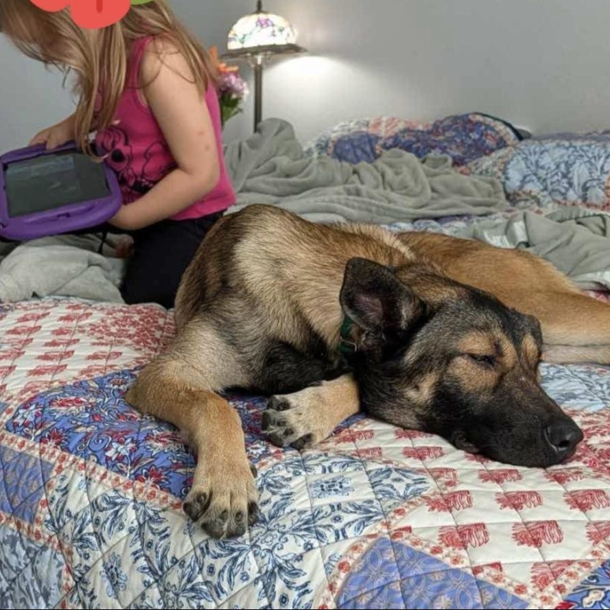 Enlarge Karla, a ADOPTABLE mixed breed in Bethel, VT image 4/5