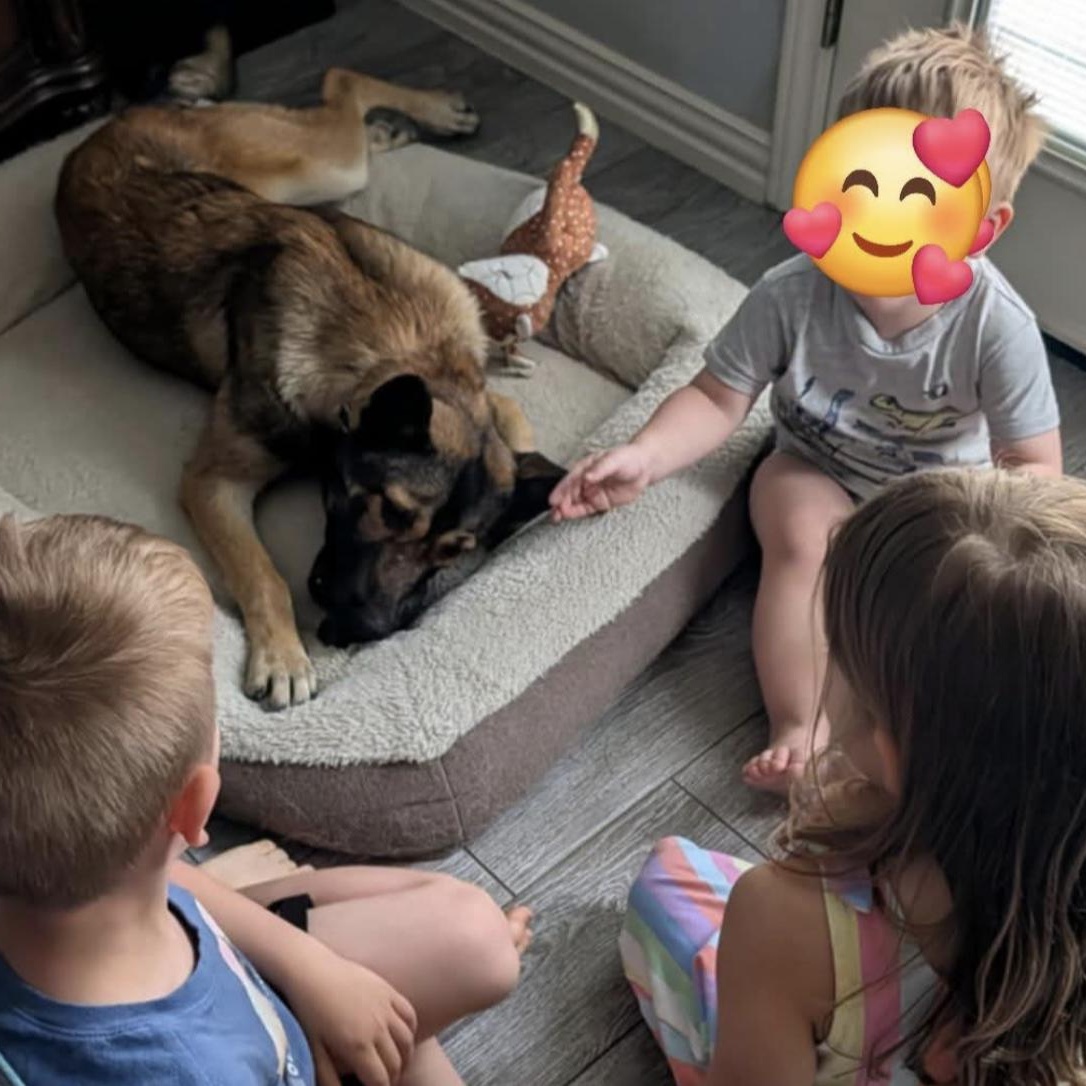 Enlarge Karla, a ADOPTABLE mixed breed in Bethel, VT image 5/5