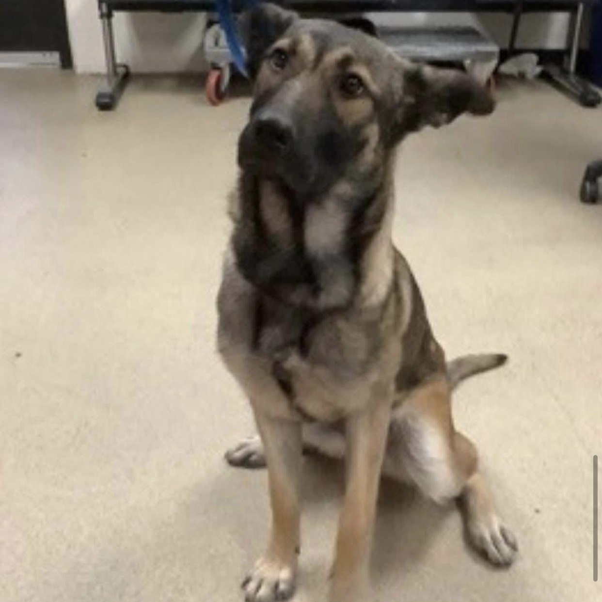 Karla, ADOPTABLE, Young Female Shepherd.