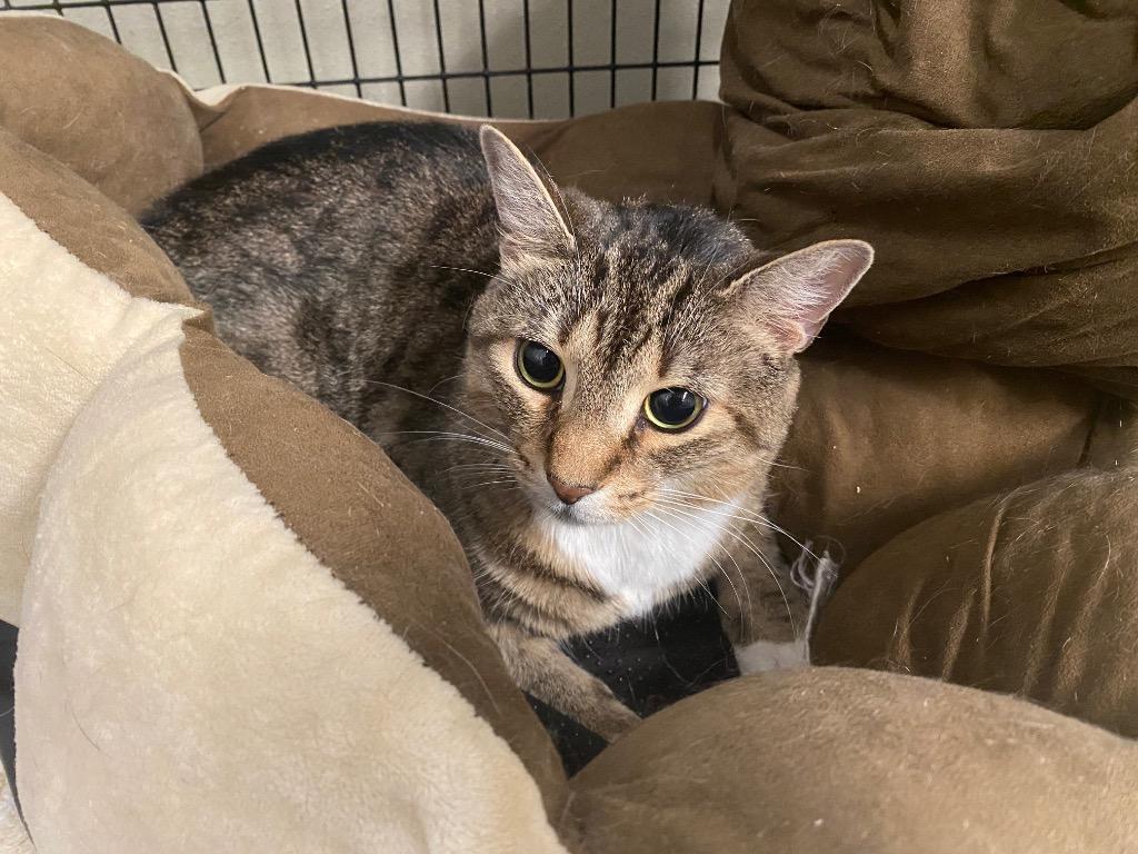 Enlarge I Can't Believe It's Not Butter, a Adoptable mixed breed in Raleigh, NC image 2/4