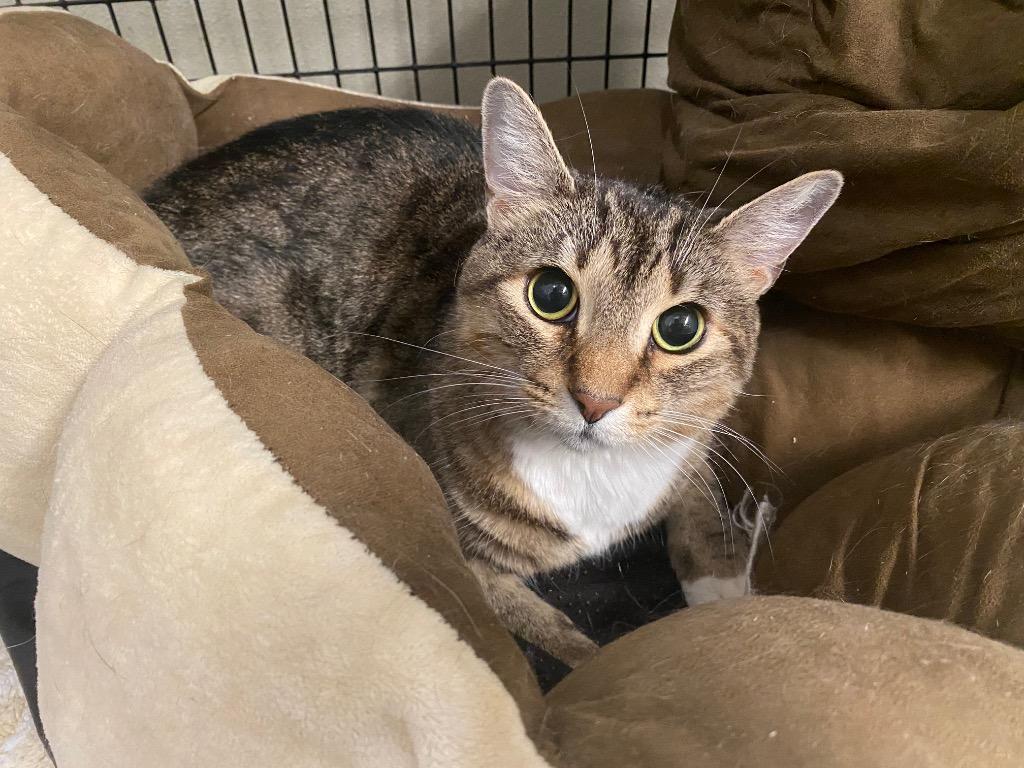 Enlarge I Can't Believe It's Not Butter, a Adoptable mixed breed in Raleigh, NC image 3/4