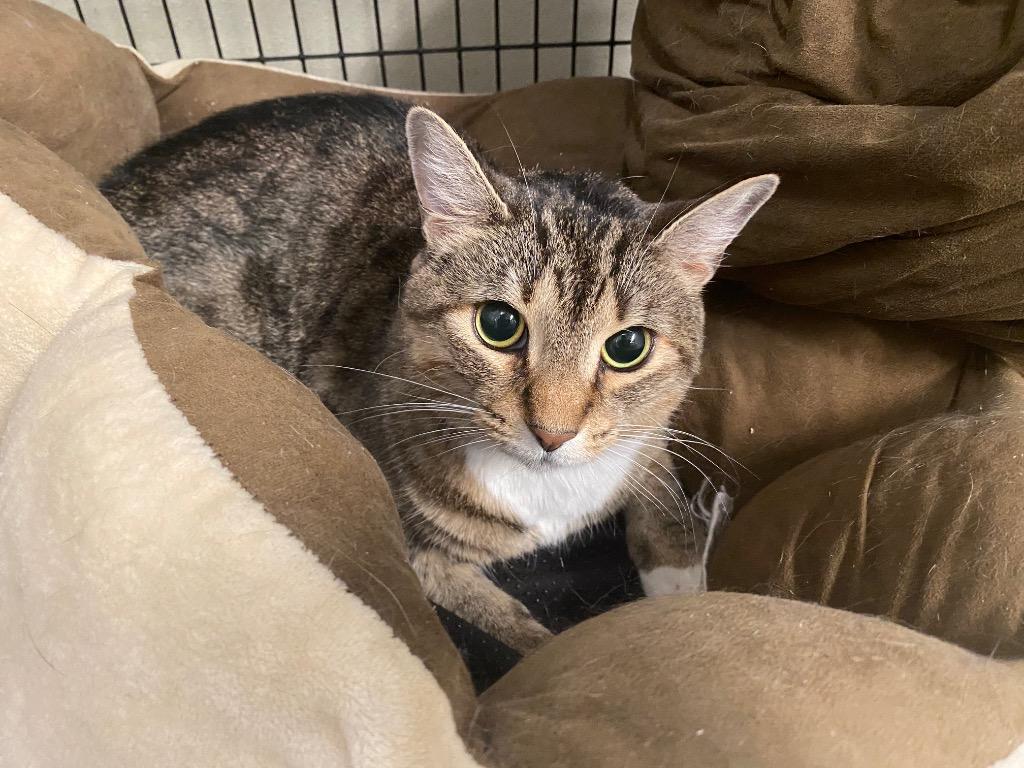 Enlarge I Can't Believe It's Not Butter, a Adoptable mixed breed in Raleigh, NC image 4/4