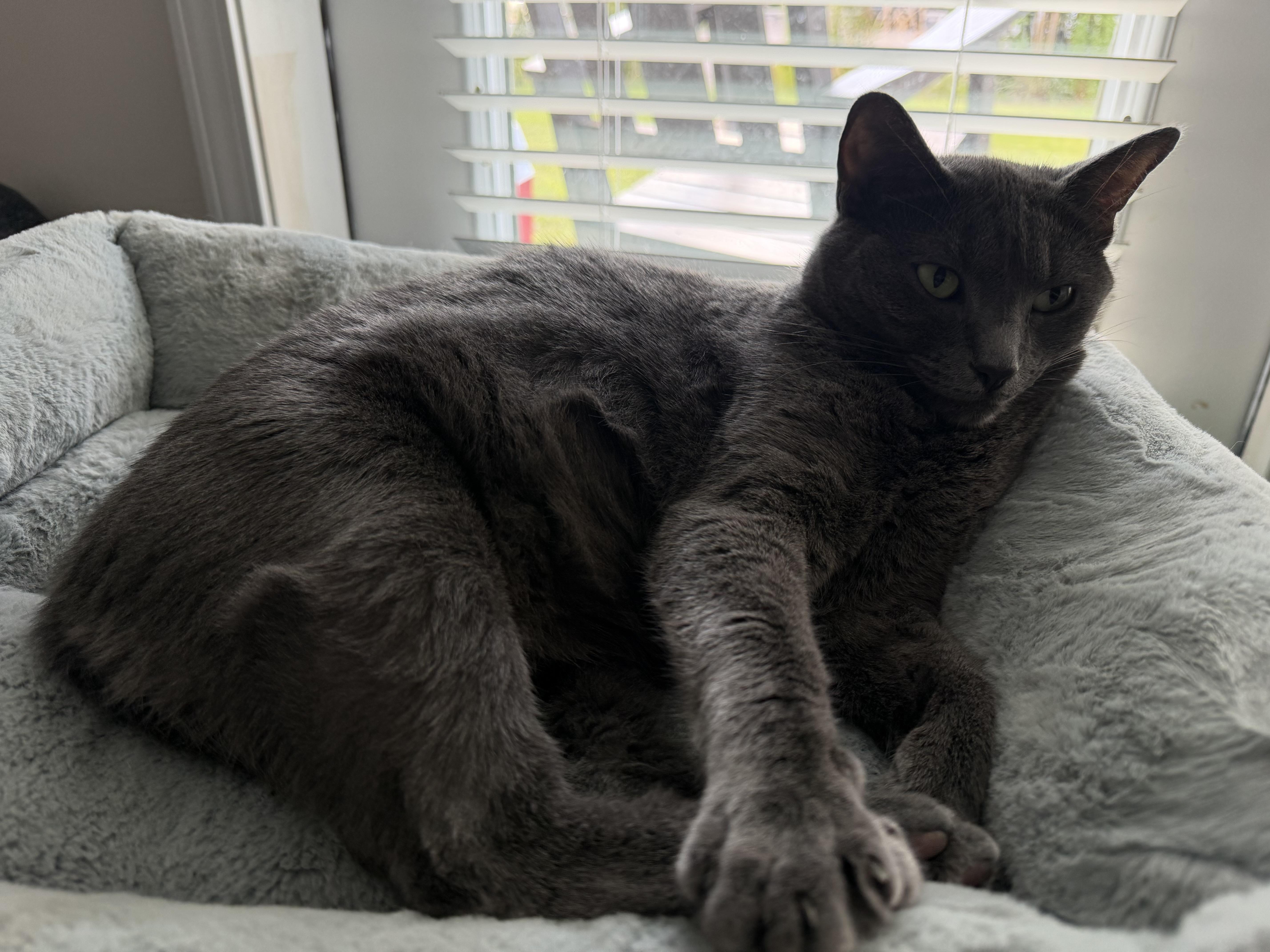Enlarge lucy (lulu), an adopted Russian Blue in Leland, NC image 2/6