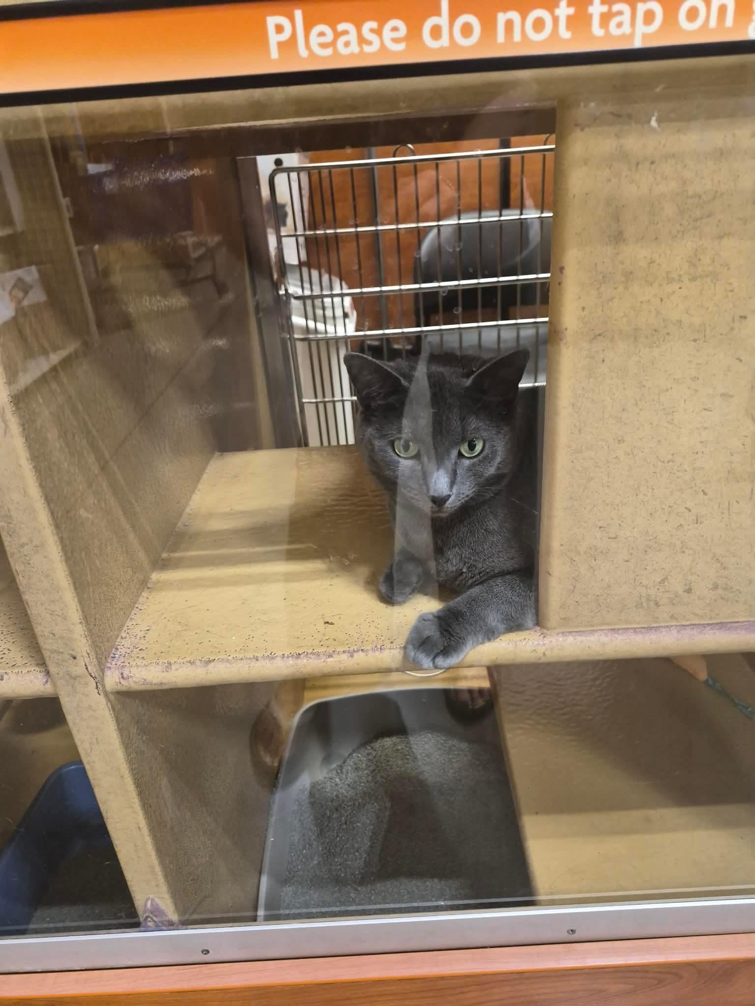 Enlarge lucy (lulu), an adopted Russian Blue in Leland, NC image 4/6