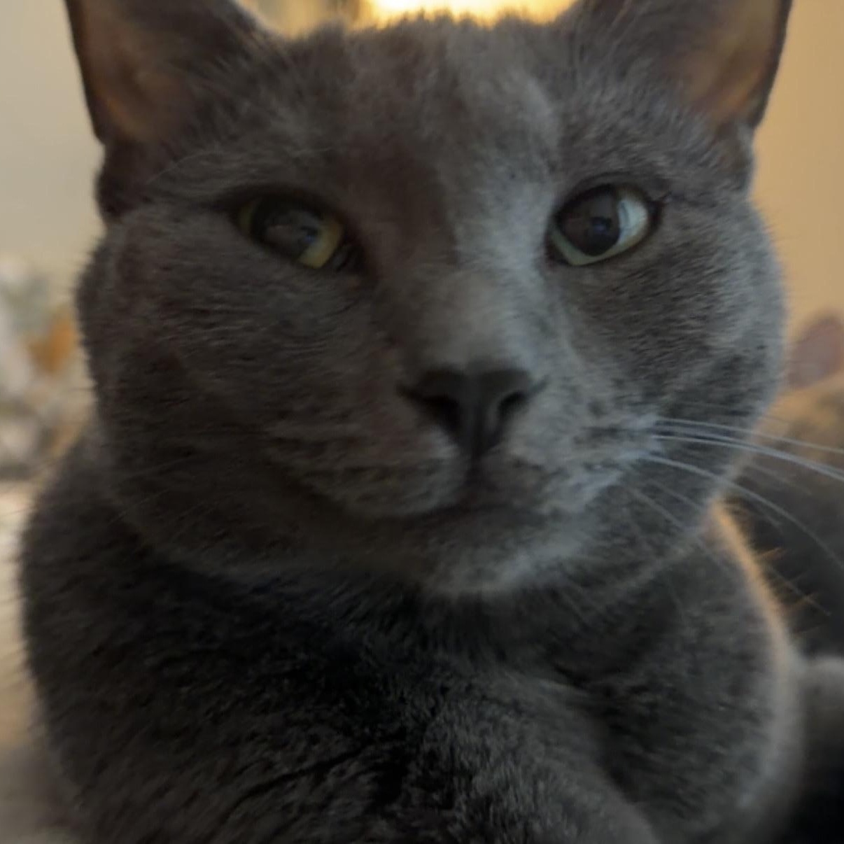 lucy (lulu), adopted, Adult Female Russian Blue.