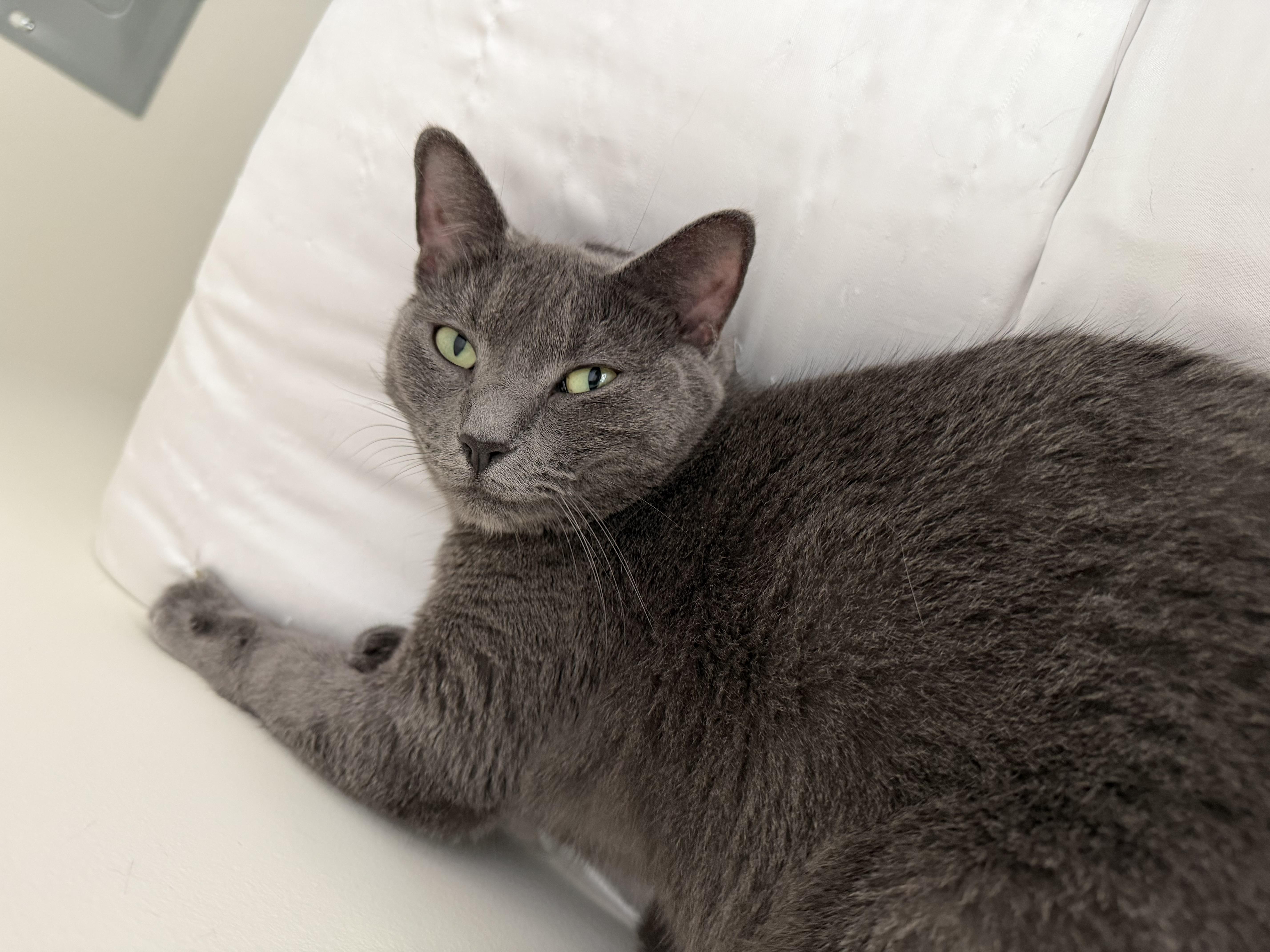 Enlarge lucy (lulu), an adopted Russian Blue in Leland, NC image 5/6