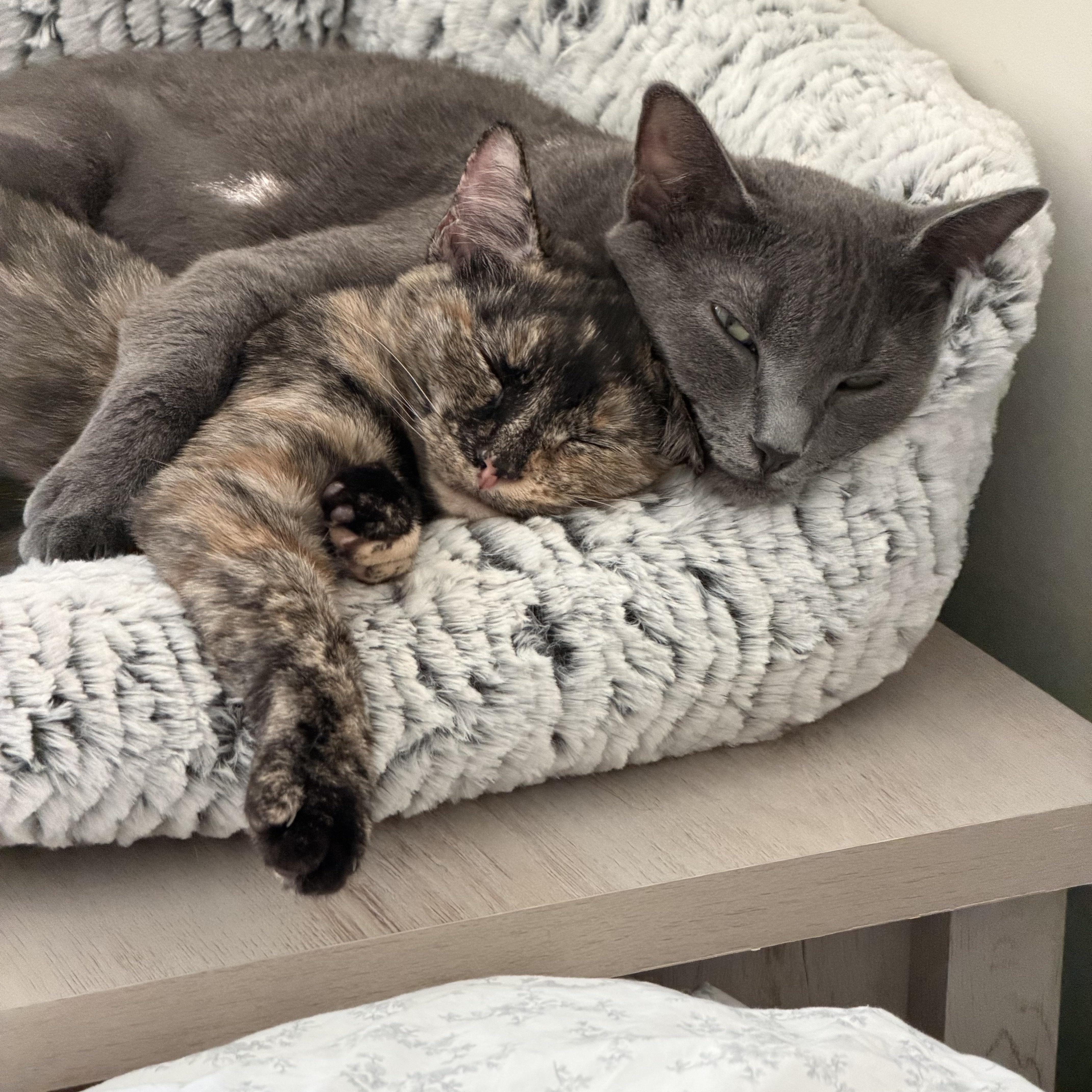 Enlarge lucy (lulu), an adopted Russian Blue in Leland, NC image 3/6