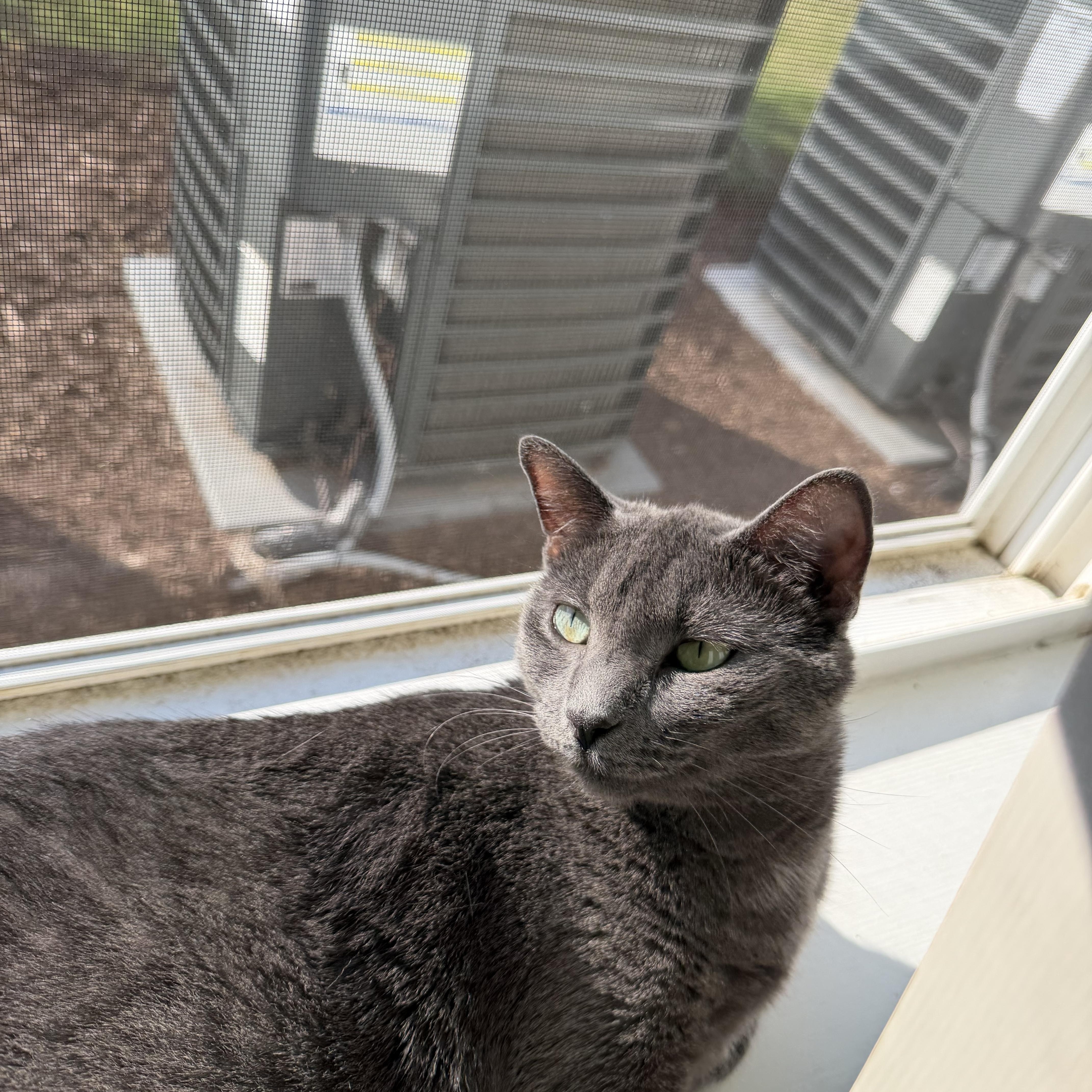 Enlarge lucy (lulu), an adopted Russian Blue in Leland, NC image 6/6