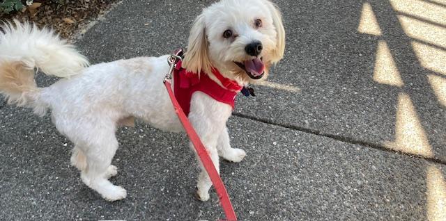 Chipper the Cheerful Cuddlebug, Adopted, Young Male Bichon Frise.