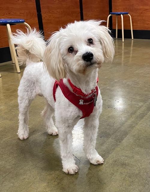 Enlarge Chipper the Cheerful Cuddlebug, a Adopted Bichon Frise in Carlsbad, CA image 2/2