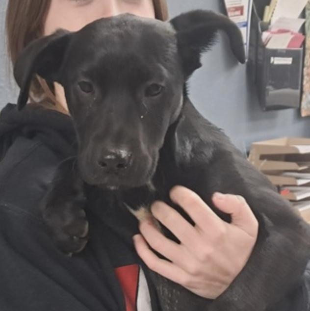 Kitty, adopted, Puppy Female Australian Cattle Dog / Blue Heeler.