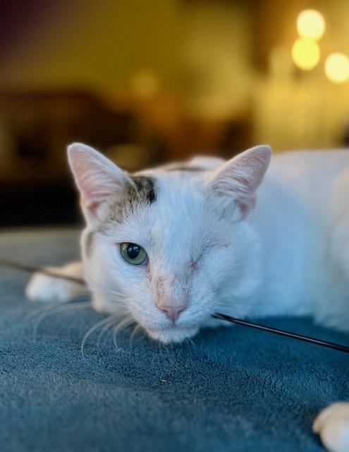 Frank, ADOPTABLE, Adult Male Domestic Short Hair.