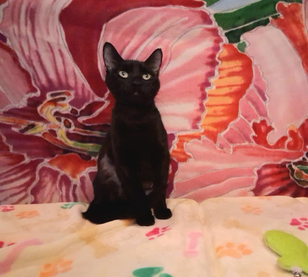 ROQUEL, Adoptable, Adult Female Domestic Short Hair.