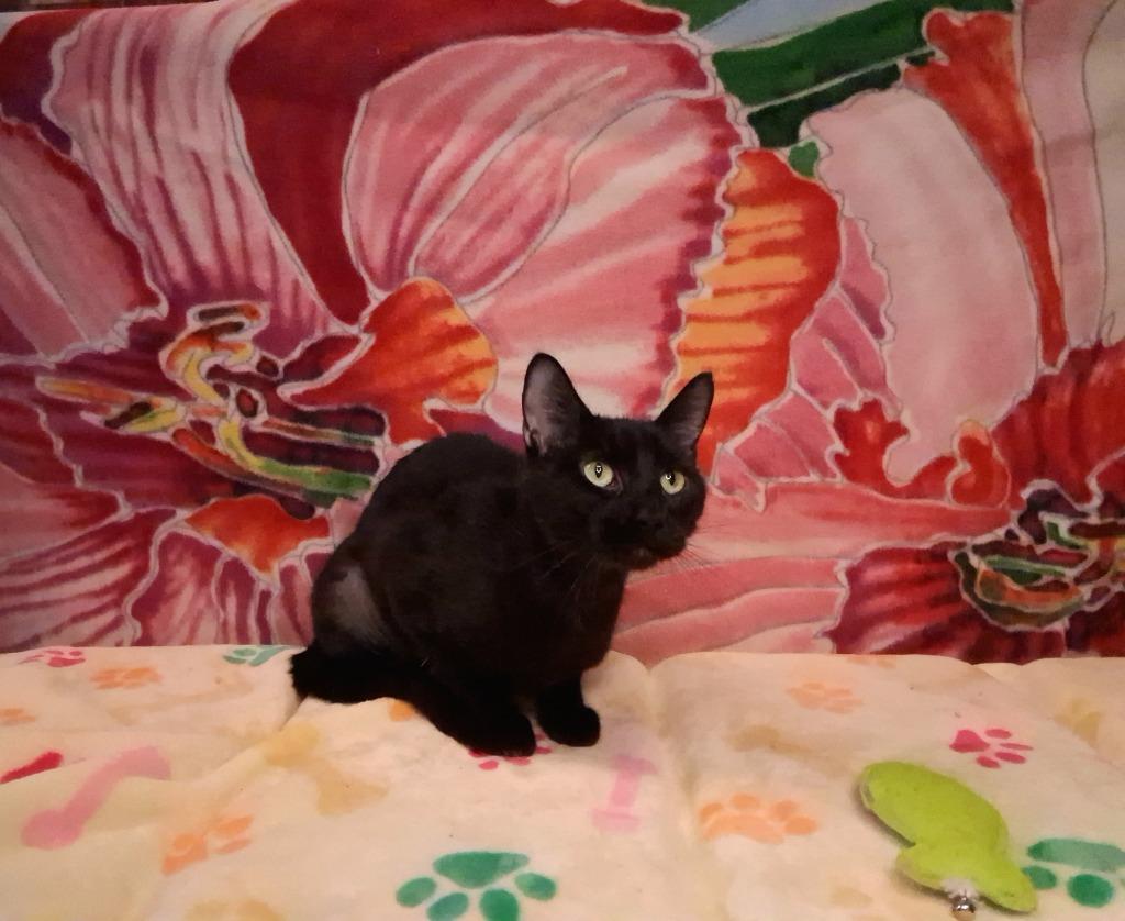 Enlarge ROQUEL, a Adoptable mixed breed in Wintersville, OH image 2/4