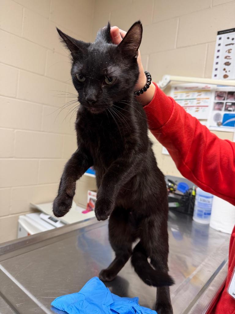 Enlarge ROQUEL, a Adoptable mixed breed in Wintersville, OH image 3/4