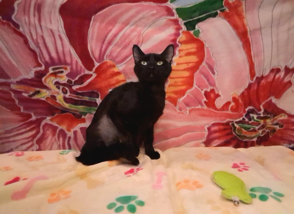 Enlarge ROQUEL, a Adoptable mixed breed in Wintersville, OH image 4/4