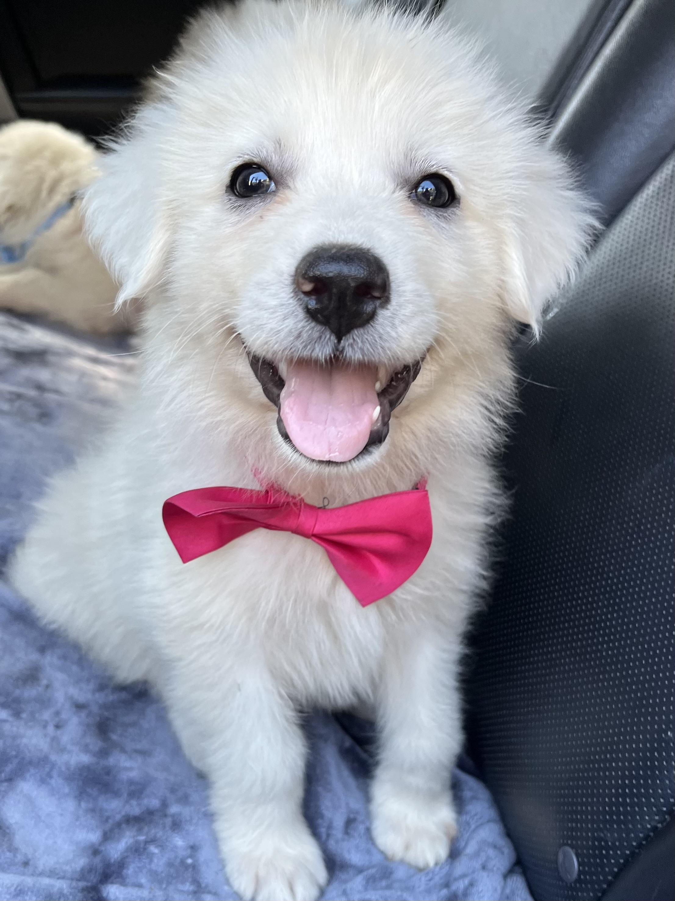 Coconut , ADOPTABLE, Puppy Female Great Pyrenees.