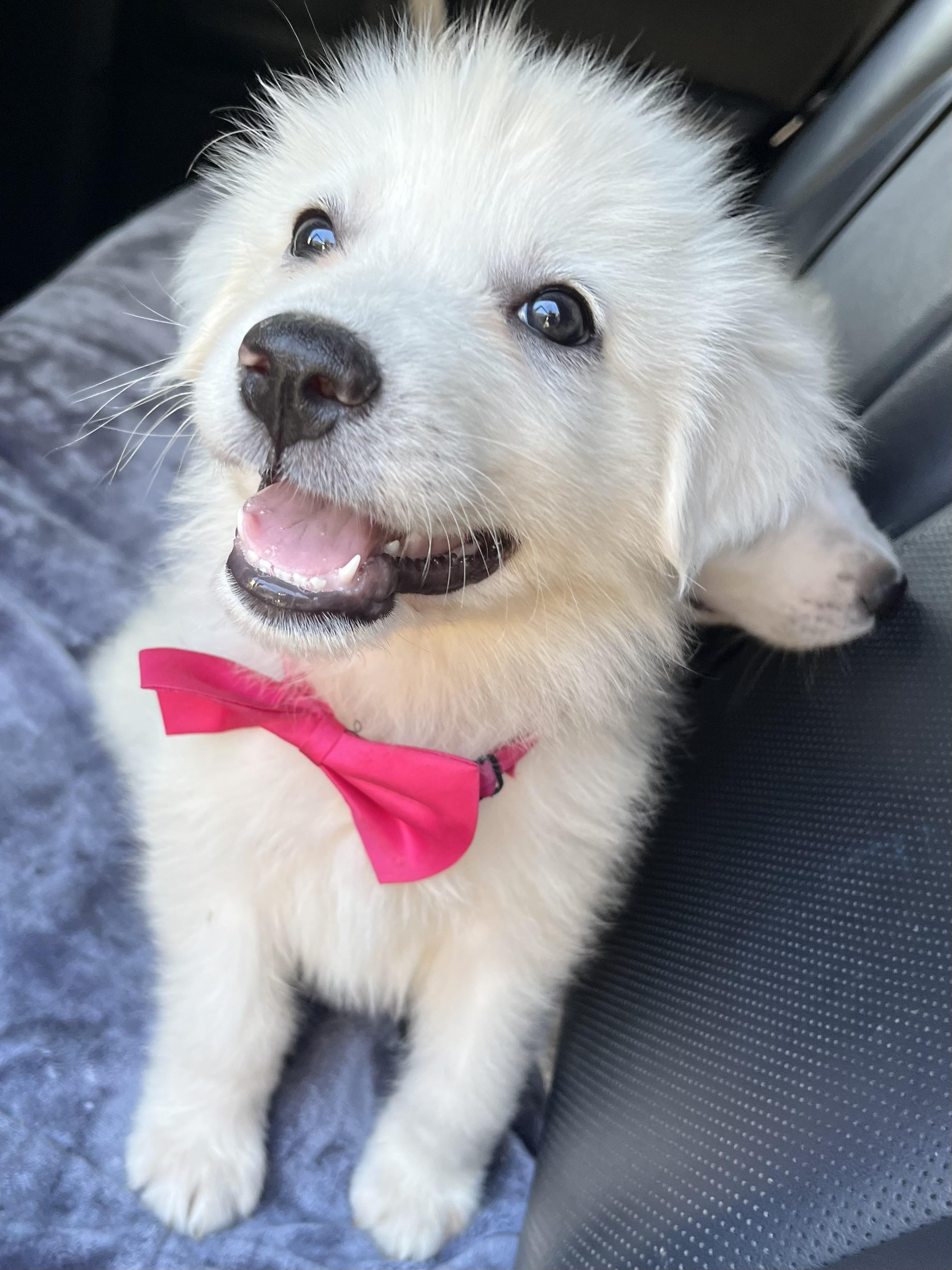 Coconut , a ADOPTABLE Great Pyrenees in Barnwell , SC image 2/6
