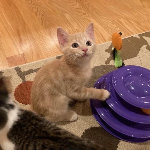 OLIVER, Adoptable, Young Male Domestic Short Hair.