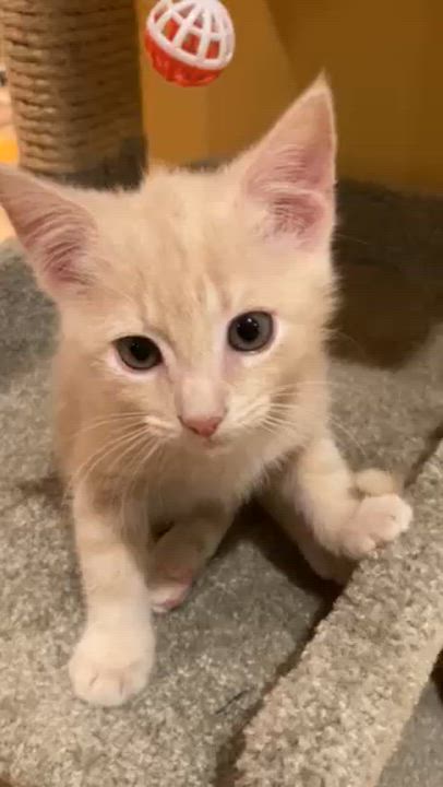 Enlarge OLIVER, a Adoptable mixed breed in Watkinsville, GA video 3/3