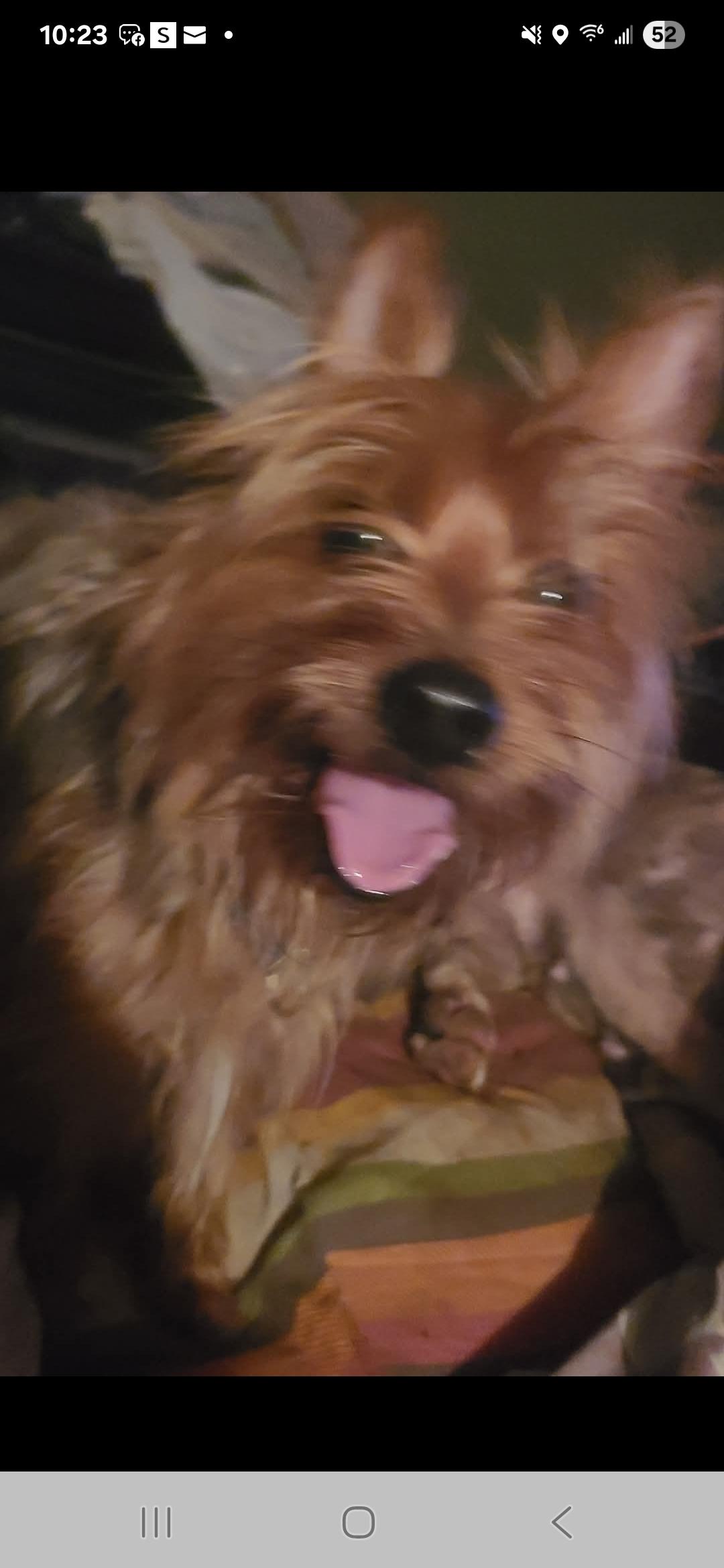 Coco, Adoptable, Adult Male Yorkshire Terrier.