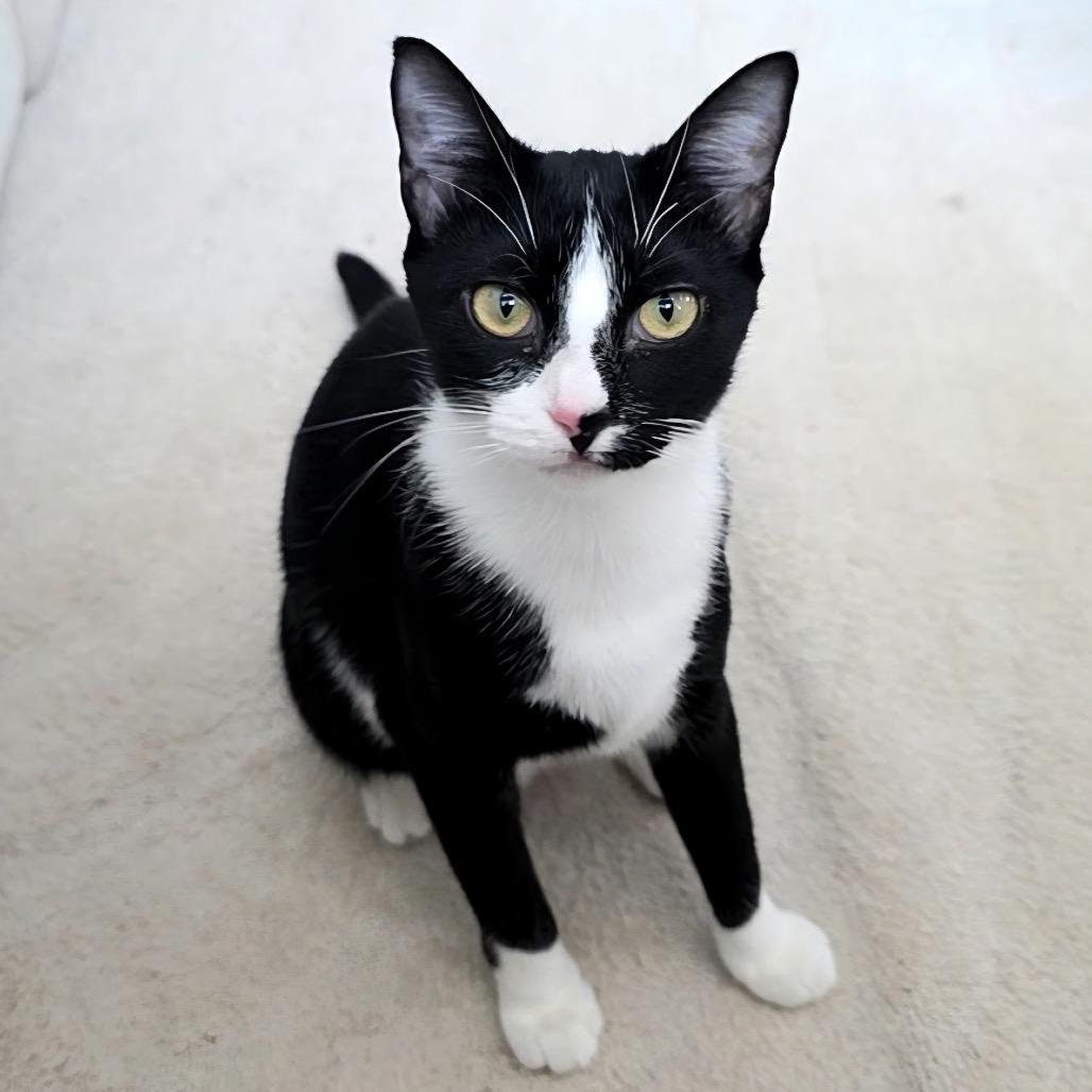 Pepper, Adoptable, Young Female Domestic Short Hair.