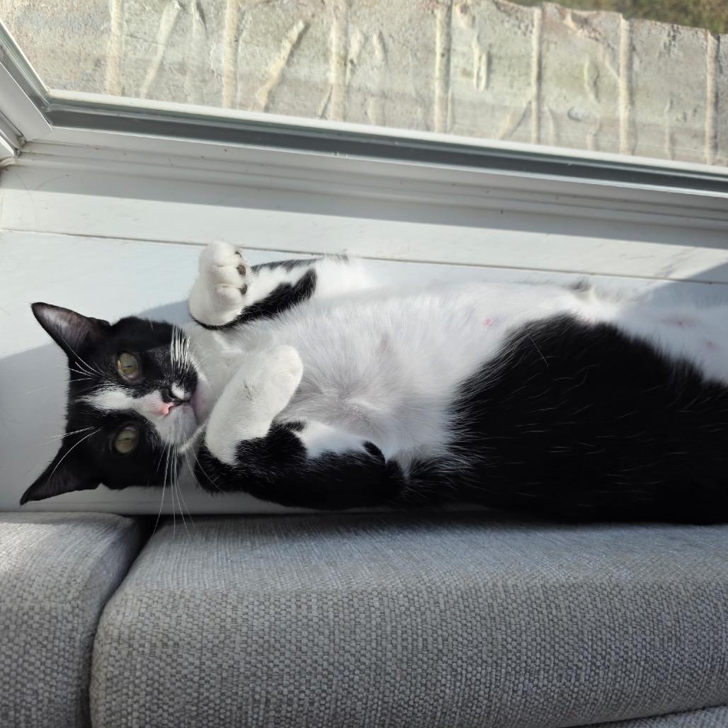 Pepper, a Adoptable Domestic Short Hair in Denison, TX image 2/4