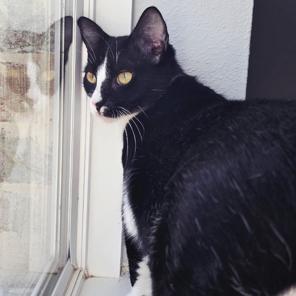 Pepper, a Adoptable Domestic Short Hair in Denison, TX image 3/4