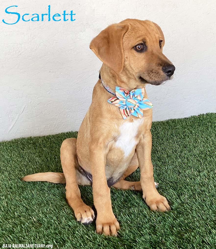 Scarlett, an adopted mixed breed in San Diego, CA image 1/3