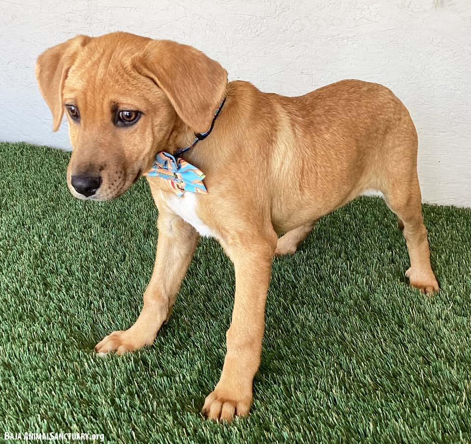 Scarlett, an adopted mixed breed in San Diego, CA image 3/3